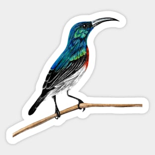 Sunbird illustration Sticker